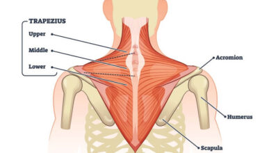 Bài tập Shrugs - Lợi ích, hướng dẫn tập luyện, tips cải thiện