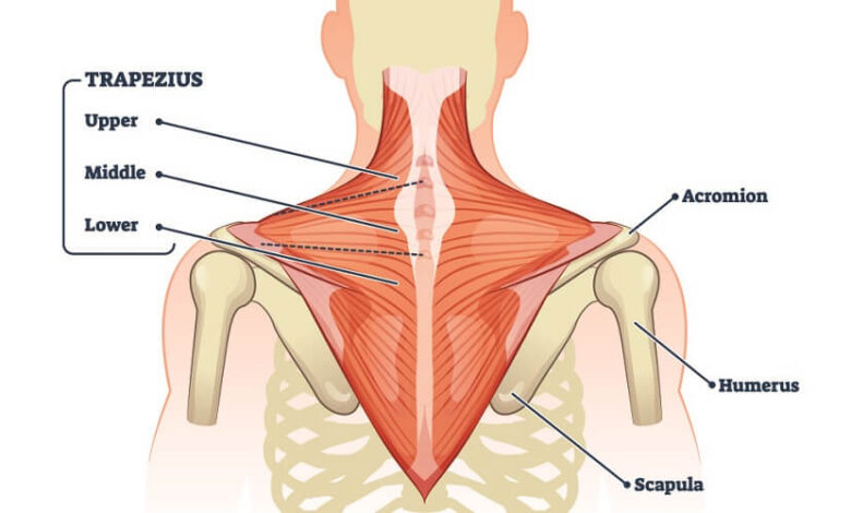 Bài tập Shrugs - Lợi ích, hướng dẫn tập luyện, tips cải thiện