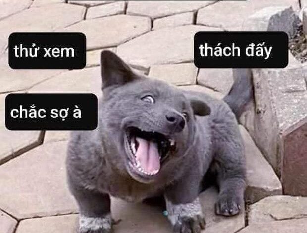 Tổng Hợp 99+ Ảnh Meme Đánh Nhau CỰC CHIẾN