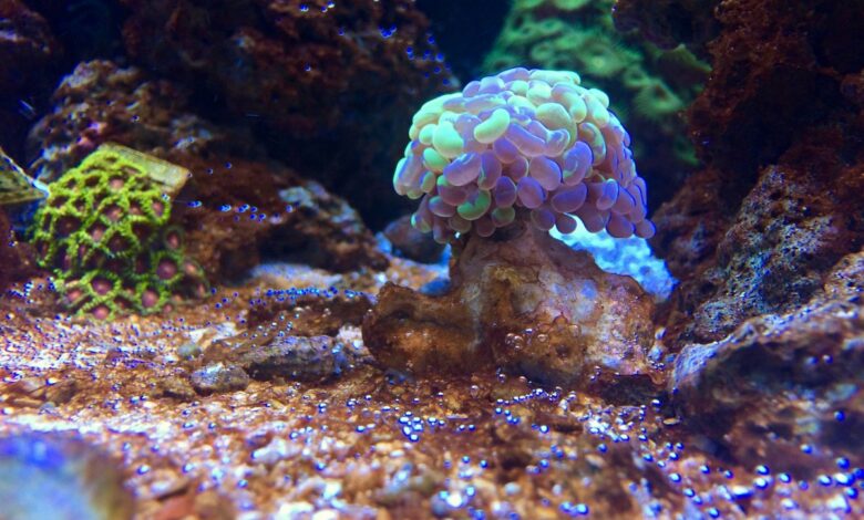 Dragonkingcorals.com