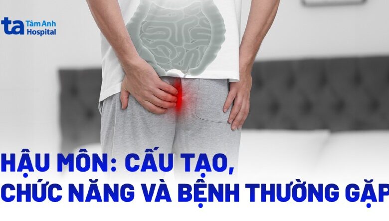 Hậu môn là gì? Cấu tạo, chức năng, vị trí và cách vệ sinh đúng