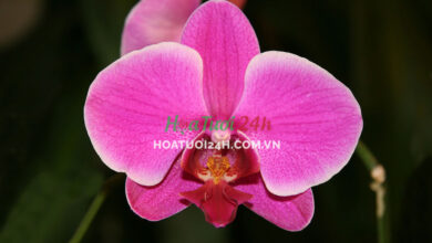 Hoa orchid là gì? Những đặc điểm của loài hoa này là gì?