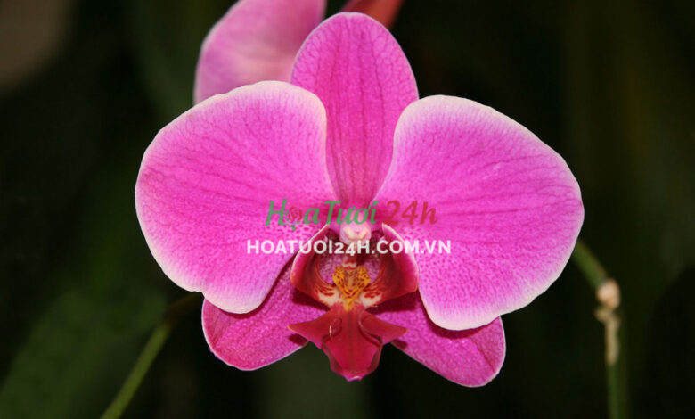 Hoa orchid là gì? Những đặc điểm của loài hoa này là gì?