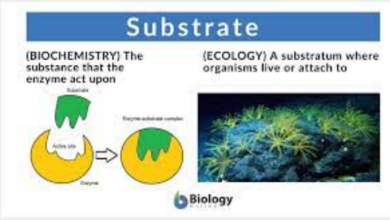 "Substrate" nghĩa là gì: Định Nghĩa, Ví Dụ trong Tiếng Anh